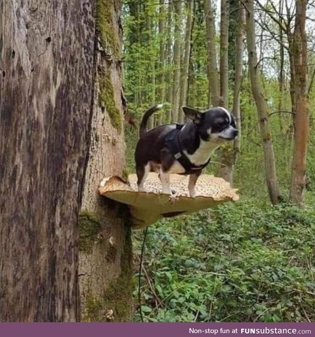 Helpless chihuahua got high on mushrooms