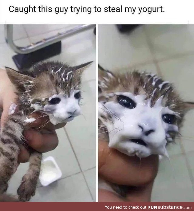 Poor meow meow