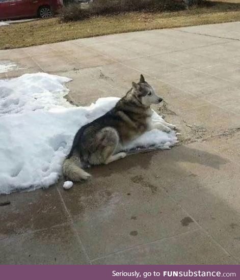 Neighbours: "It's too cold for your dog to be outside" Dog: