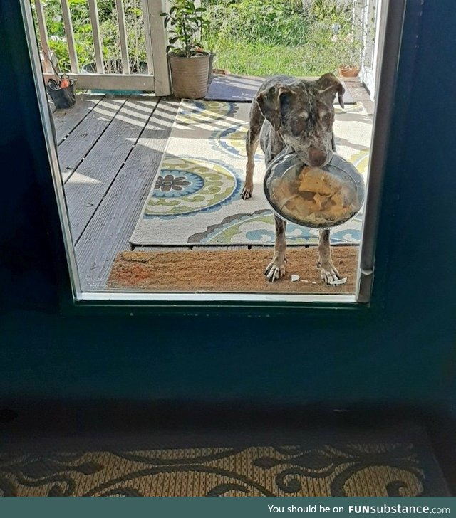 My dog escaped. Showed up at the front door with unopened nachos