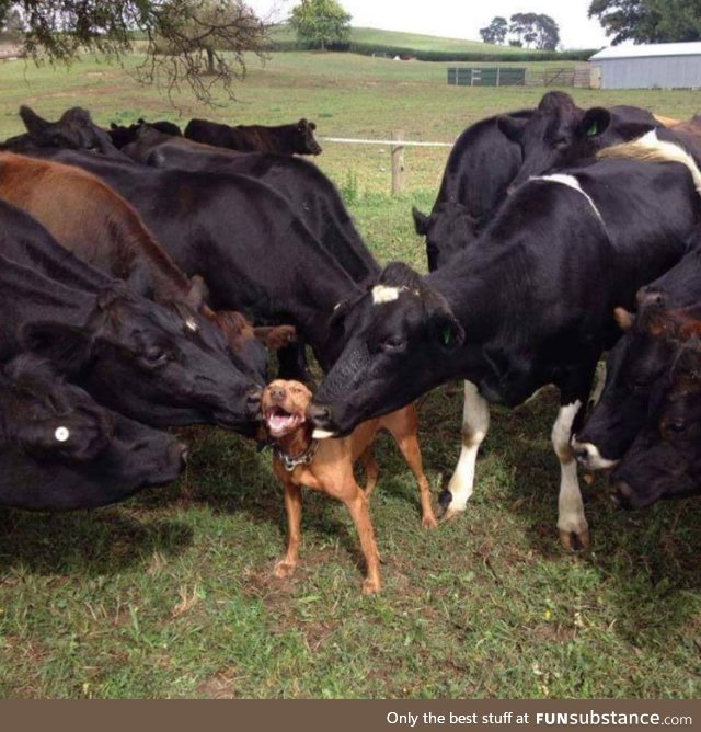 Doggo loves moo moo kisses