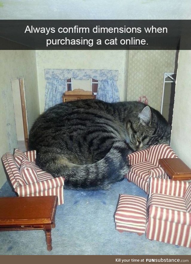 Always confirm dimensions when purchasing a cat online