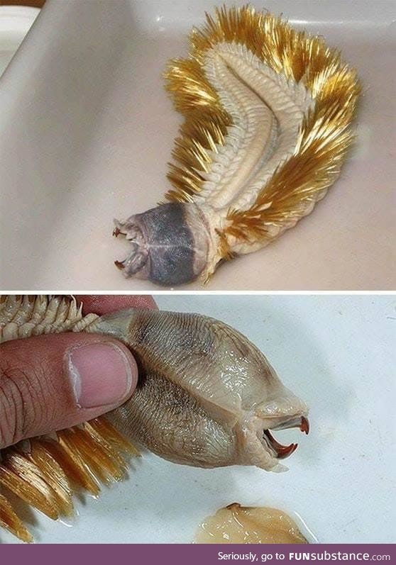 Eulagisca gigantea, the golden worm of the Antarctic Sea