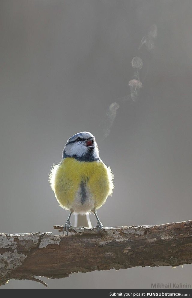 Blue Tit Bird singing in the cold air