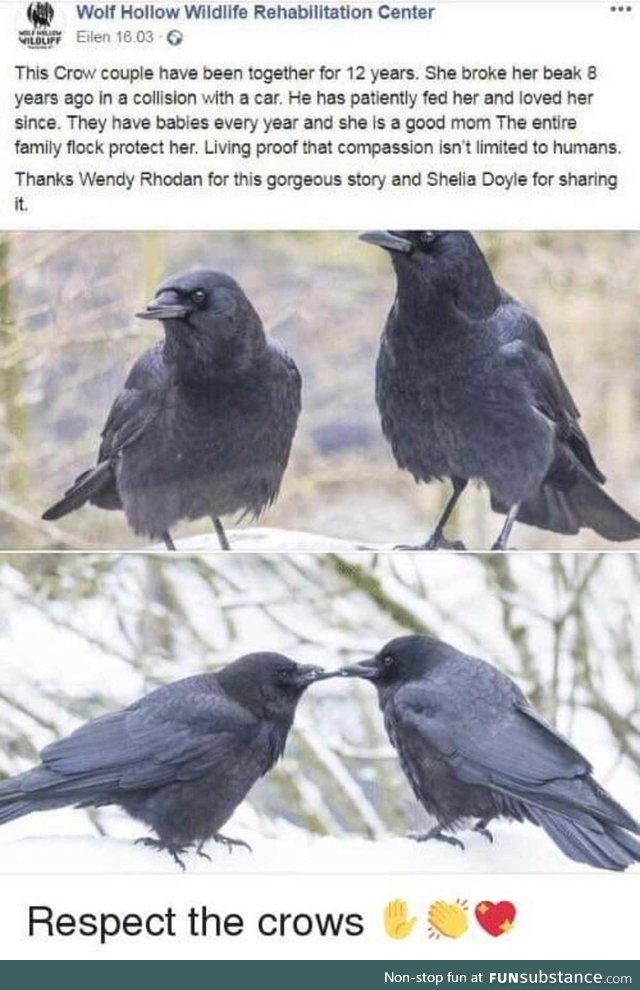 Big crow Respect