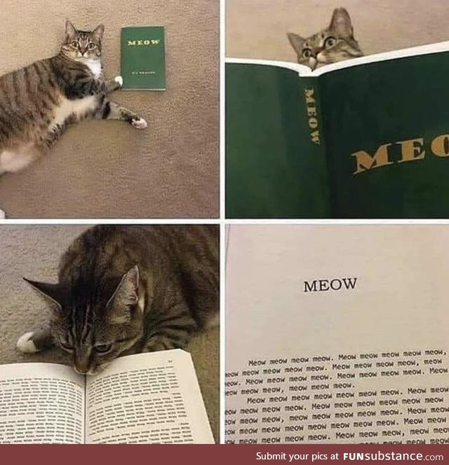 Meow meow meow meow?