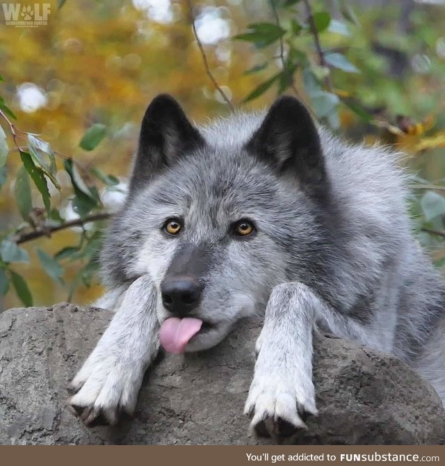 Wolves go blep, also