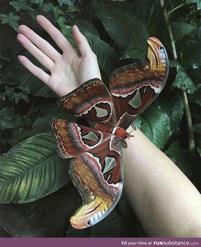 An Atlas moth, one of the biggest insects in the world