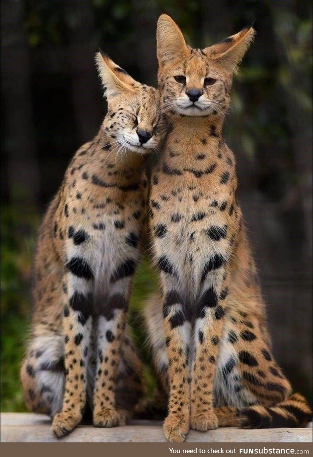 Affectionate serval couple