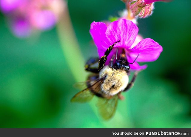 Taking photos really helps me cope with stress. Here is a bee picture I took a few days