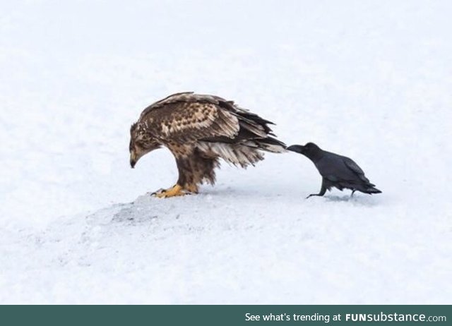 Crows are cheeky buggers