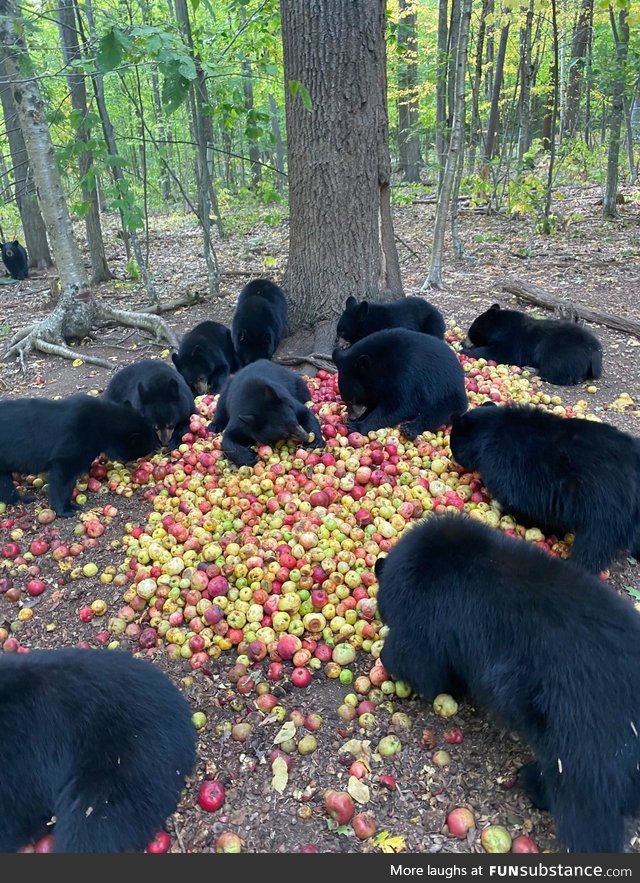 Black beers have a thing for a apples, allegedly