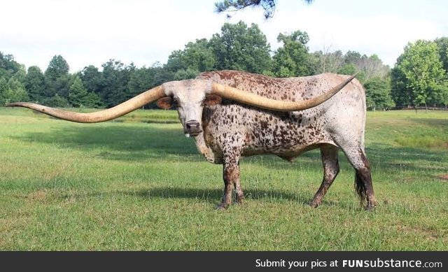 10’ 7’’ world record Texas Longhorn wingspan