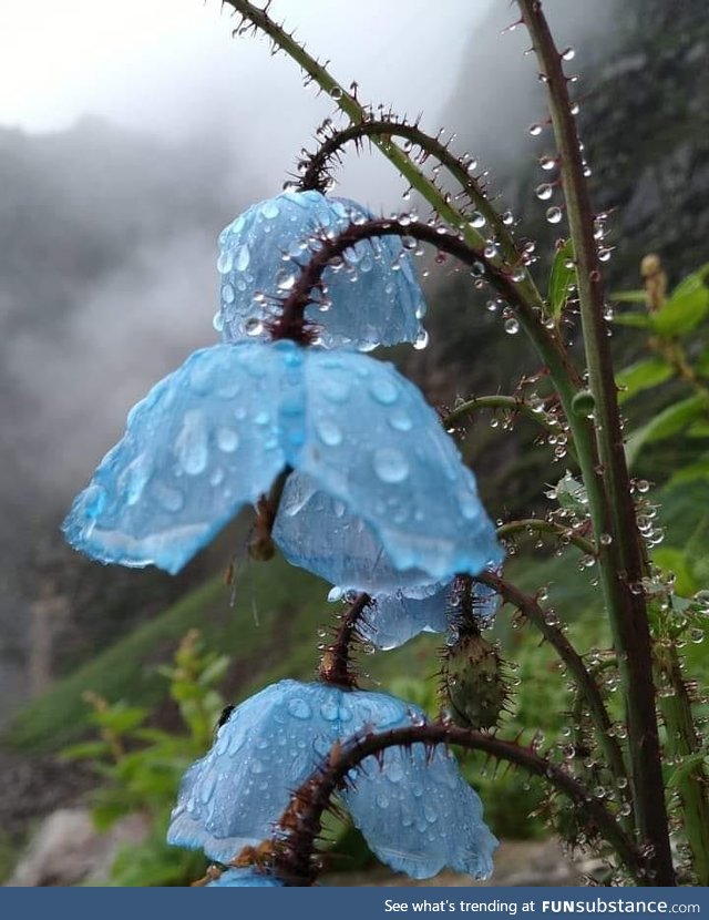 Blue Poppy flower after rain