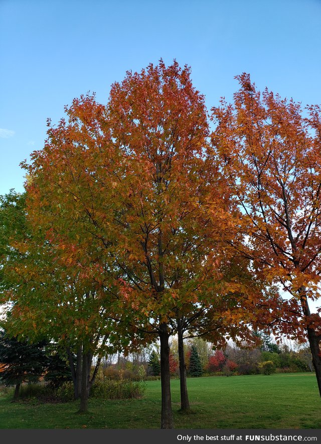 Peaceful multi tone tree