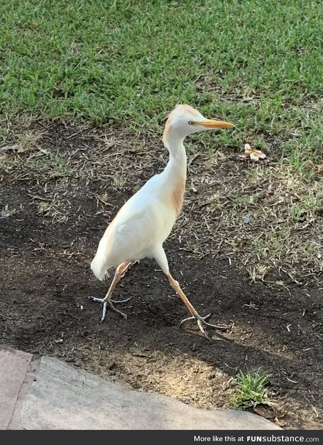 This bird looks like she needs to speak to the manager