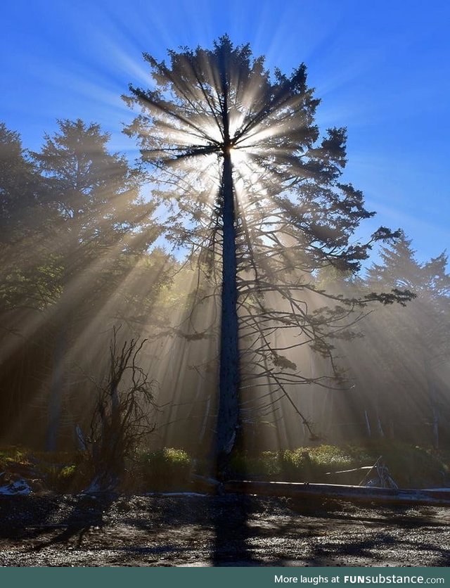 The way the sunlight crosses the tree