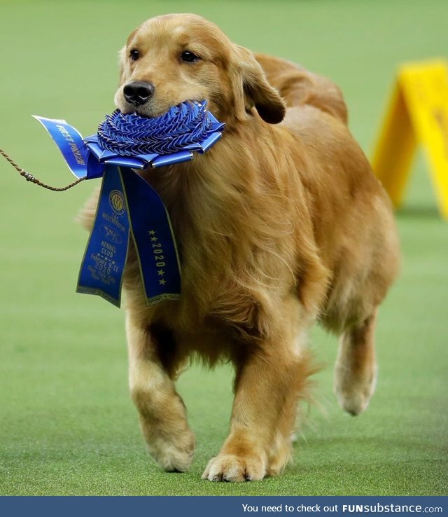 Daniel Was the Real Winner at the Westminster Dog Show!