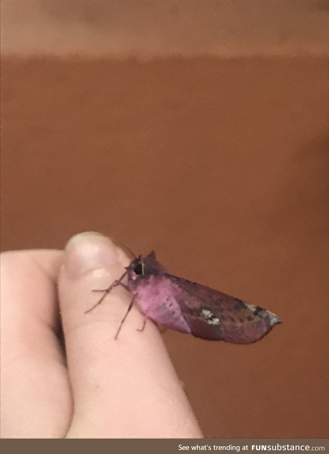 I see your pretty moth and I raise you my pretty moth