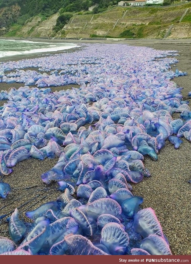 Yesterday: Invasion of thousands of Portuguese man o'war in Azores, Portugal