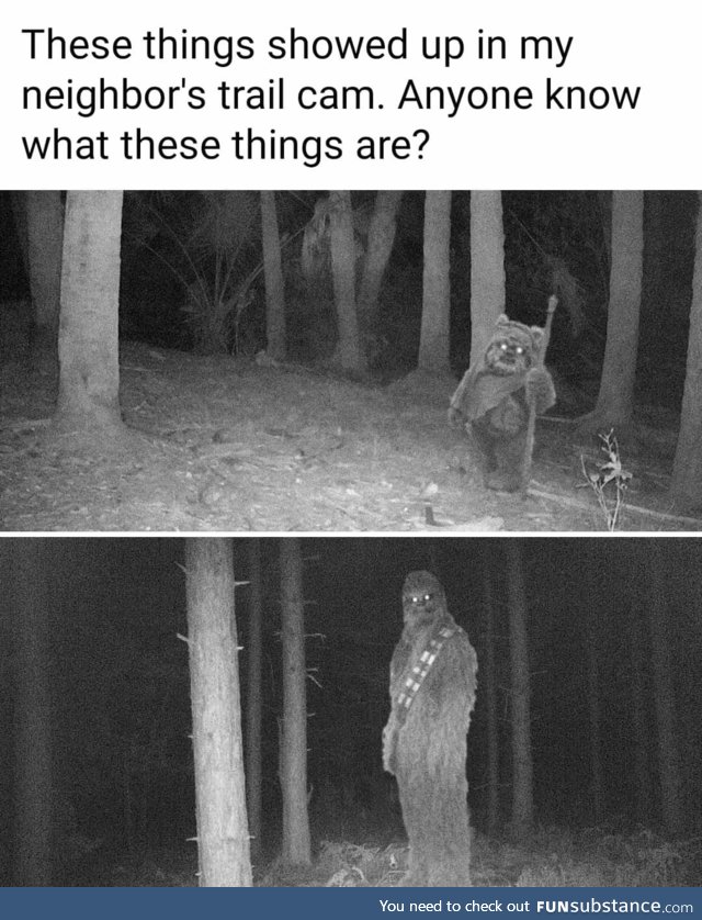 Bigfoot?