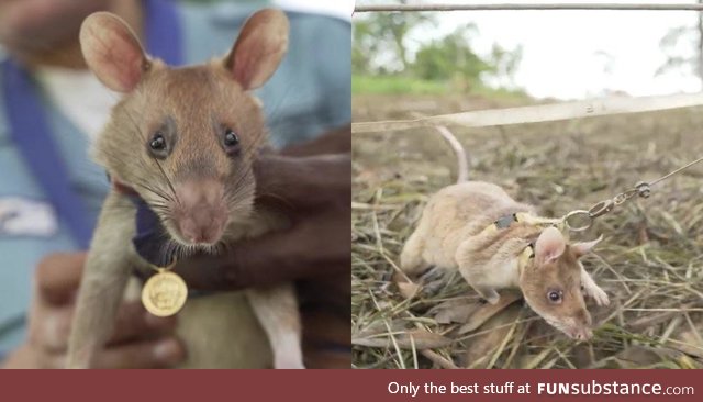 This Cambodian rat was awarded a gold medal for sniffing out ~39 land mines