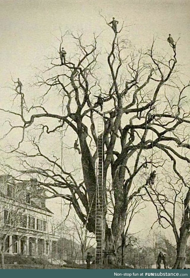 Men in Trees c. 1893