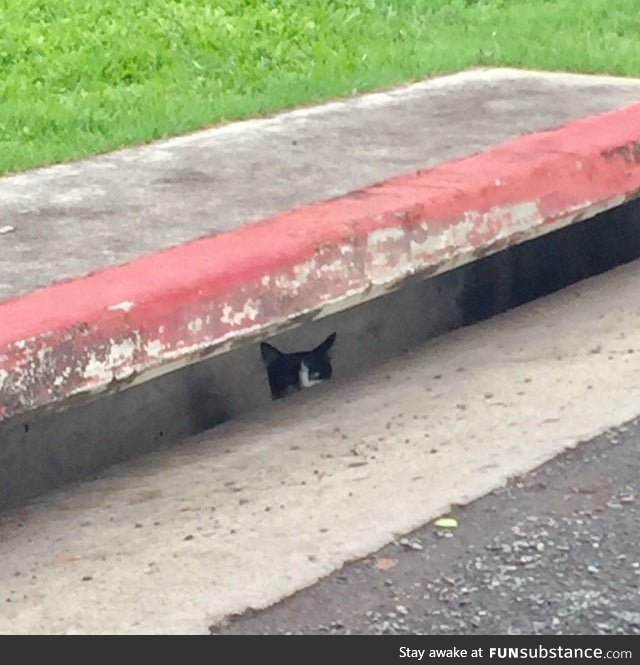 Pennywise, come grab your cat, he’s scaring off the kids.