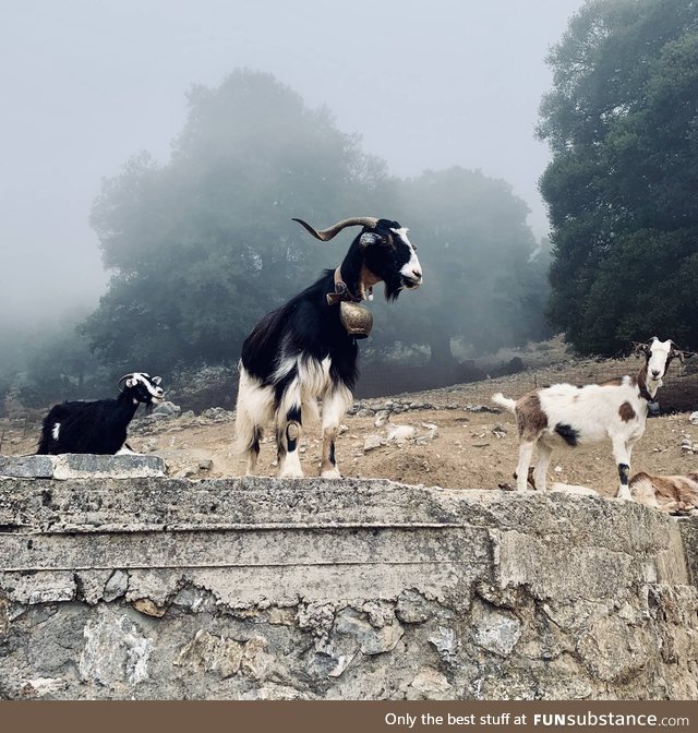 Took a photo which accidentally turned out to be the album cover of a metal goat band