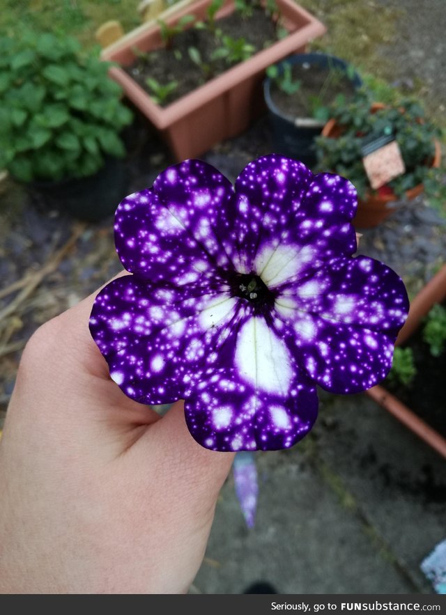 ???? The night sky Petunia