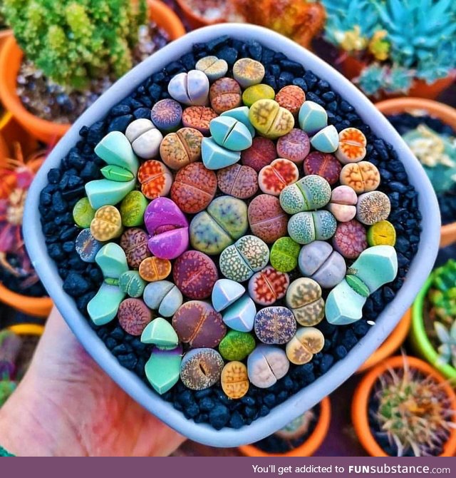 ???? Lithops, Succulents that resemble colorful rocks ????