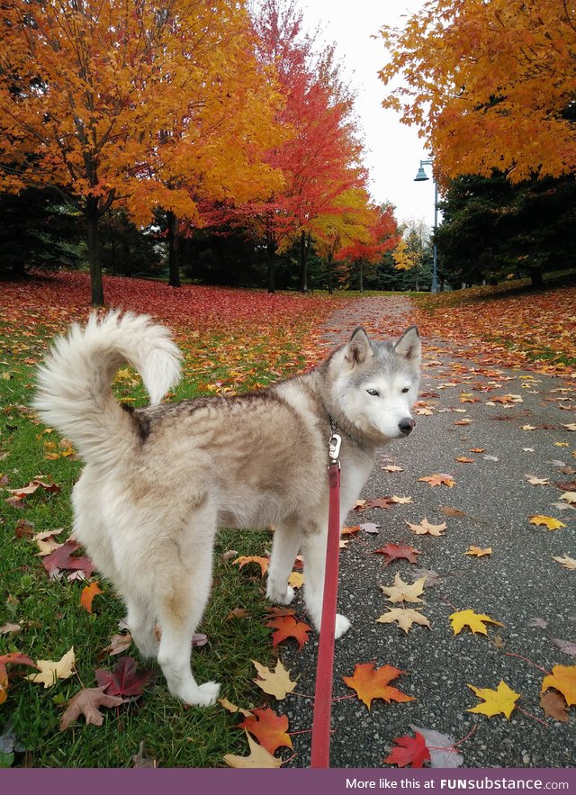 Our husky is a fan of the cooler temps