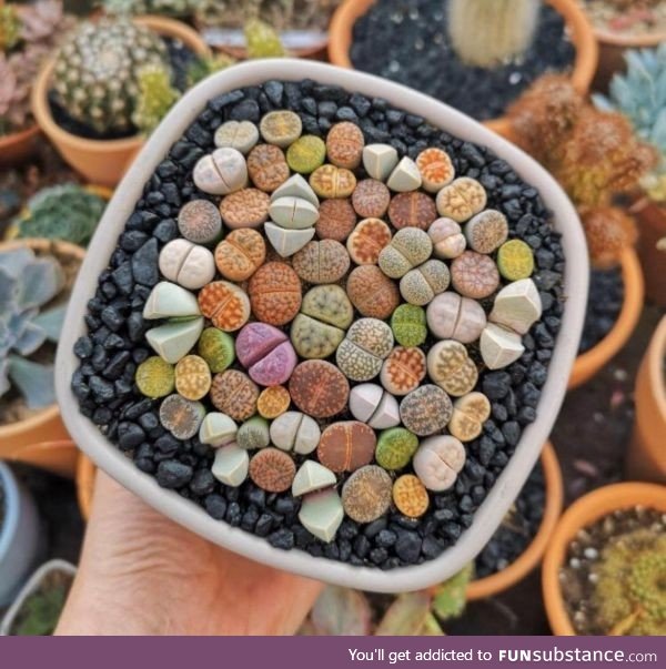 Lithops, living stones