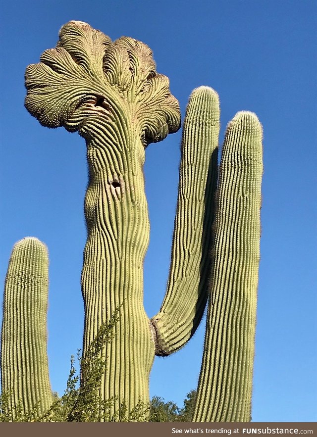 300+ year old Saguaro cactus in Arizona