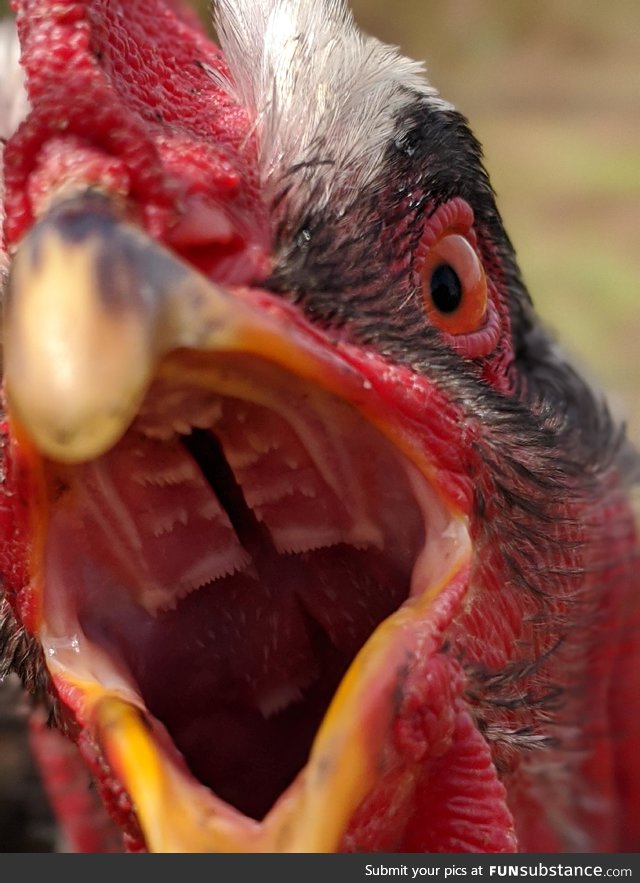 In case you were curious about the inside of a chickens mouth