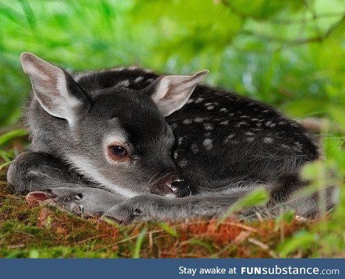 A melanistic deer