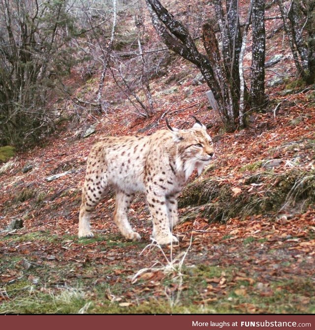 Beautiful picture of rare endangered Balkan Lynx in National Park Mavrovo in N. Macedonia