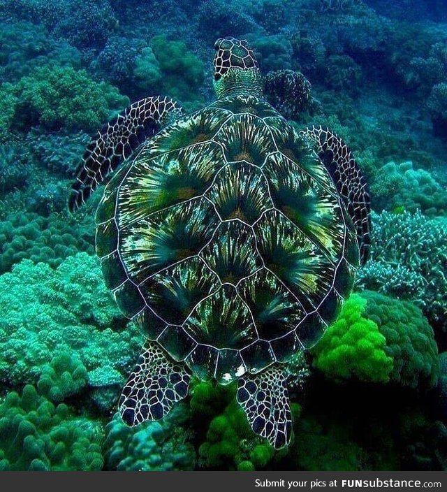 A green sea turtle born with beautiful camoflague