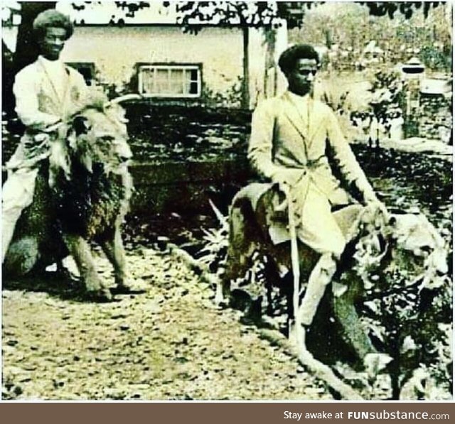 Ethiopian Nobles riding lions for some reason, circa 1901