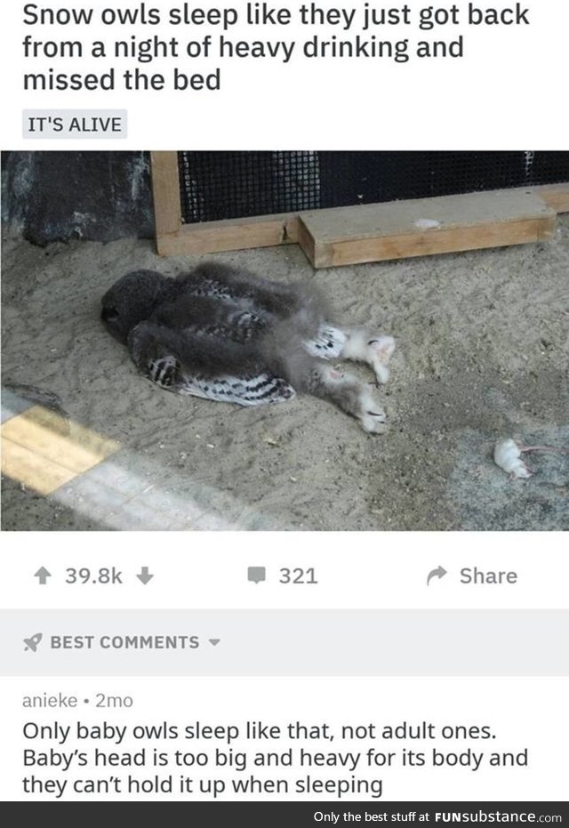 Baby Snow Owl Sleeping