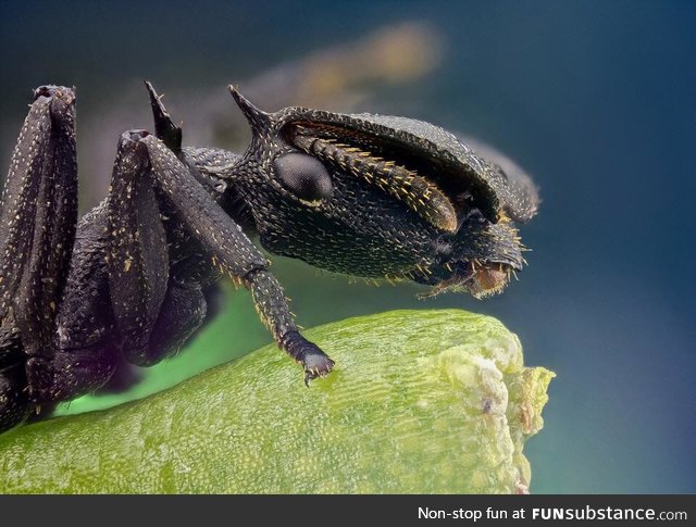 How an ant looks with macro lens