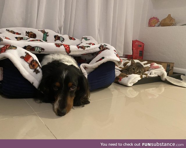 Hurricane prep. Food, check. Batteries, check. Pets, adorable check