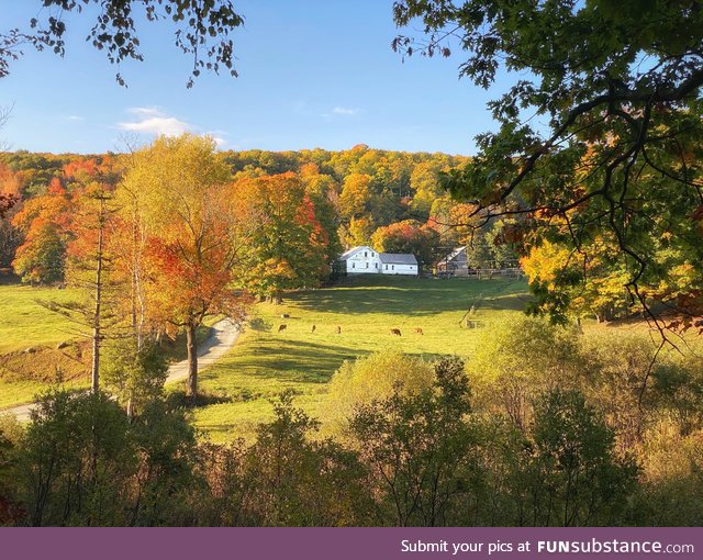 One thing 2020 is doing right is fall in Vermont!