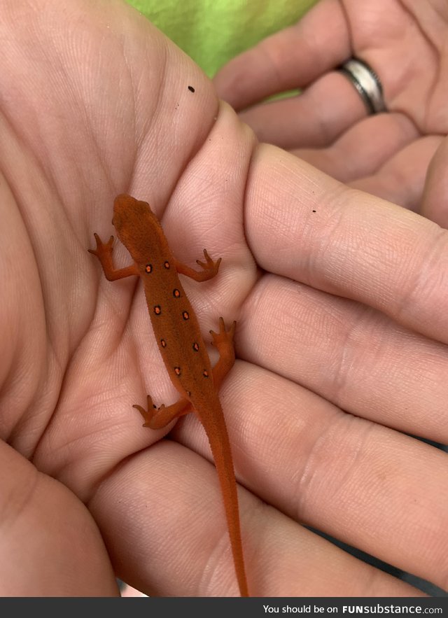 Found this cute little guy in my driveway