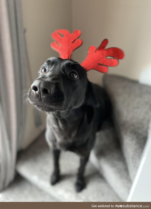 Ready for xmas