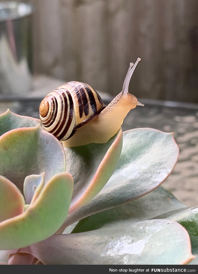 Snail