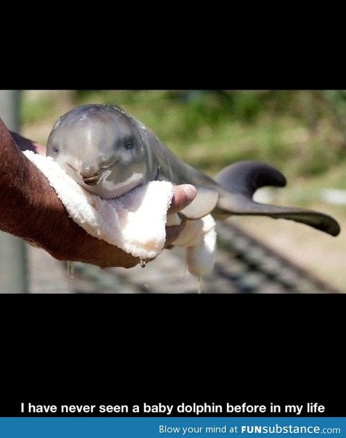 Baby dolphin