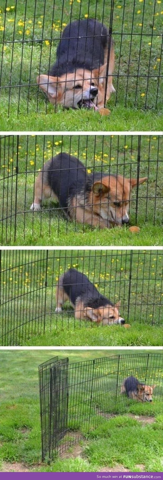 this dog trying to get his treat