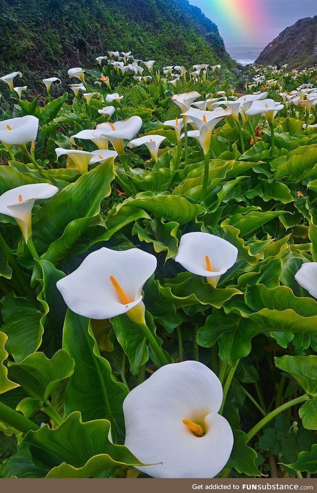 Beautiful flowers