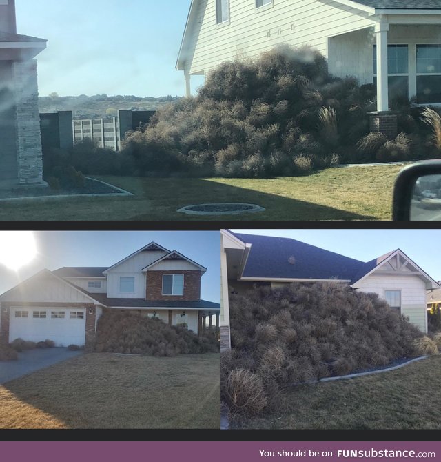 The beautiful tumbleweeds of Eastern Washington